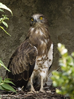 Eagle Species Prints: Short-toed eagle