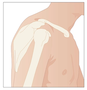 Images Dated 2011 January: Shoulder Bones Print
