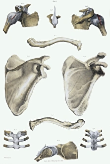 Prints of Shoulder bones and ligaments. Historical anatomical artwork of shoulder bones (yellow) and ligaments (white). Ligaments are bands of fibrous tissue that hold bones together at their joints Images Dated 2005 February: Shoulder Bones and Ligaments Print