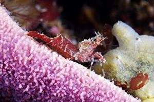 Shrimp Photography Prints: Shrimp
