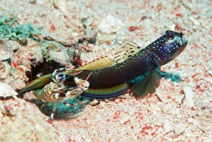 Shrimp goby with its partner shrimp Shrimp goby with its partner shrimp