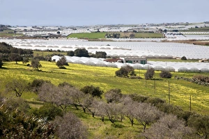 Images Dated 20th October 2012: Sicily PolyTunnels Print: Intensive Horticulture of Tomatoes near Pachino