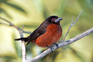 Silver-beaked tanager