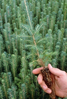 Silviculture: inspection of tree nursery seedlings Silviculture: inspection of tree nursery seedlings