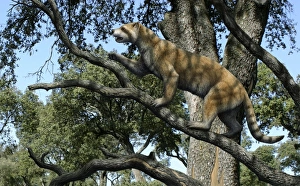 Prehistoric Mammal Prints: Simocyon in a tree, artwork