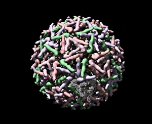 Images Dated 3rd March 2008: Print of Sindbis virus computer model