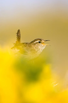 Ulex Europaeus Prints: A singing Wren