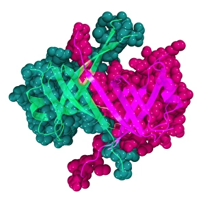 Single stranded DNA-binding protein Print