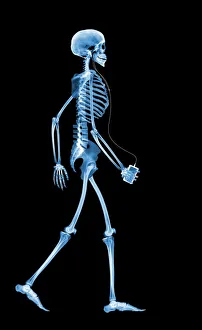 Human Body Prints: X-ray Skeleton Walking Print