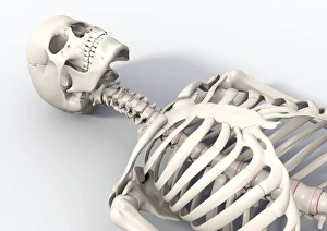 Prints of Skeleton lying down. Computer artwork showing the bones of the head, neck and upper torso of a human skeleton that is lying down Images Dated 2009 April: Human Skeleton Print lying Down