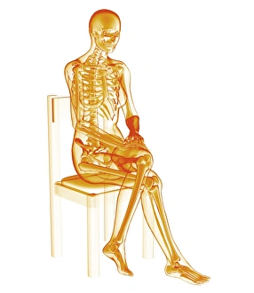 Human Anatomy Diagram Prints: Skeleton sitting