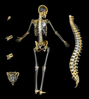 Human Skeleton Prints: Skeleton and spine, computer artwork