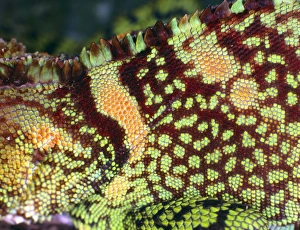 Skin of the lizard Enylioides laticepes Skin of the lizard Enylioides laticepes