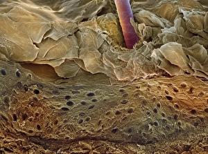 Prints of Skin section. Coloured scanning electron micrograph (SEM) of a section through human skin. A hair (red) is protruding through the surface Images Dated 2005 March: SEM Print of Human Skin Section with Protruding Hair