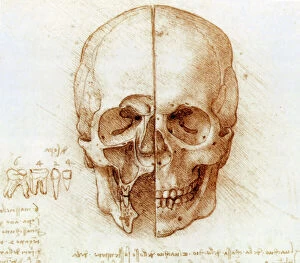 Front Collection: Skull anatomy by Leonardo da Vinci