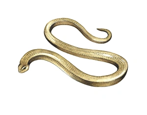 Grassland Wildlife UK Prints: Slow worm, artwork