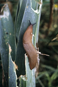Slug on leek Slug on leek