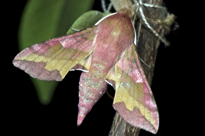 Moth Species Prints: Small Elephant Hawk-moth