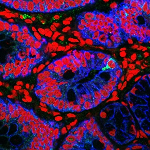 Small Intestine Print, Fluorescence Confocal Micrograph