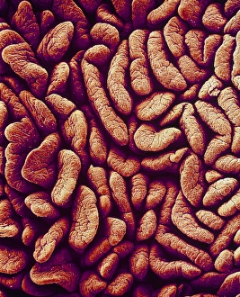 Small intestine villi, SEM Small intestine villi, SEM