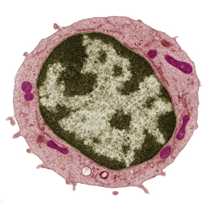 Human Immune System Cells Prints: Small lymphocyte, TEM