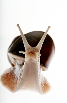 Snail Shell Morphology Prints: Snail
