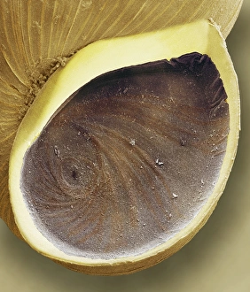Prints of Snail opening. Coloured scanning electron micrograph (SEM) of the closed operculum (opening) of a laver spire snail (Hydrobia ulvae) Images Dated 2003 June: SEM Print of Snail Operculum