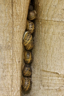 Images Dated 2nd August 2011: Snails in a tree trunk hollow Print