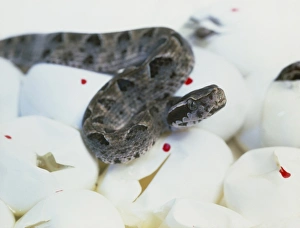 Snake on eggs Snake on eggs