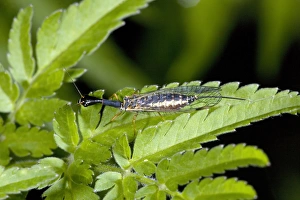 France Wildlife Prints: Snake fly