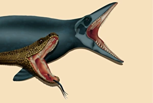 Prints of Snake jaw evolution. Computer illustration of a snake and its ancestor, a mosasaur, showing their related dentition and jaw structure Images Dated 2000 May: Computer illustration of a snake and its mosasaur ancestor