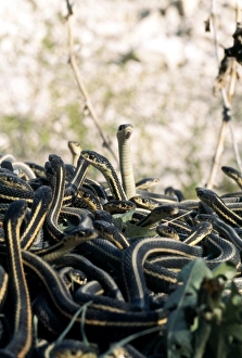 Snake Mating Behavior Prints: Snakes mating