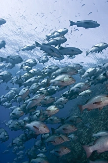 Images Dated 2nd August 2011: Snapper School Print: Large Snappers at Ras Muhammad, Egypt