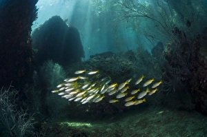 Tropical Ocean Fish Species Prints: Snappers