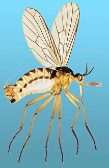 Insect Anatomy Prints: Snipe fly, light micrograph