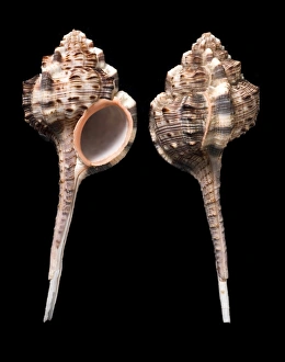 Images Dated 4th July 2013: Pair of Indo-Pacific Haustellum haustellum shells Print