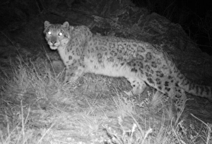Snow Leopard Prints: Snow leopard at night