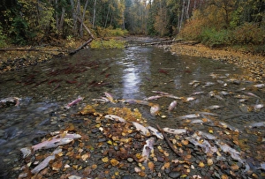 Sockeye salmon spawning Sockeye salmon spawning