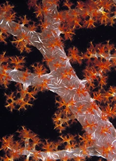 Soft Coral Print