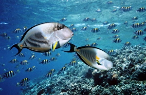Sohal surgeonfish over a coral reef print