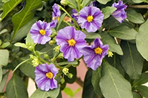 Blue Potato Bush Prints: Solanum rantonnetii