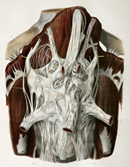 19th Century Anatomy Art Prints: Solar plexus, 1844 artwork