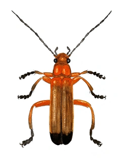 Invertebrate Animal Prints: Soldier beetle
