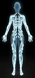 Somatic peripheral nervous system Somatic peripheral nervous system