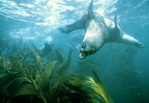 Southern fur seal Southern fur seal
