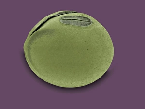 Seed Dispersal Methods Prints: Soya bean, SEM