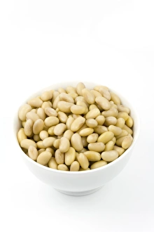 Legume Plant Prints: Soya beans