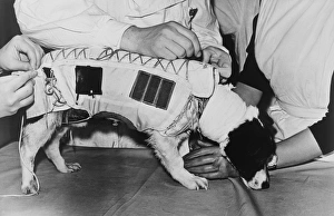 Space dog Space dog