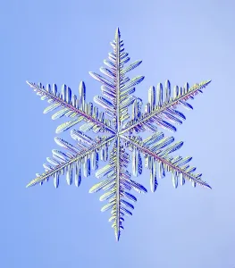 Specialist Imaging Prints: Dendritic Snowflake Print