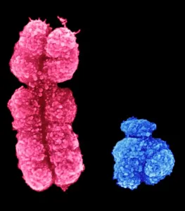 X and Y Chromosomes SEM Print